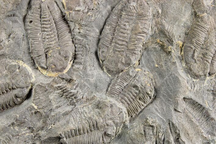 Ordovician Trilobite Mortality Plate - Tafraoute, Morocco #254788